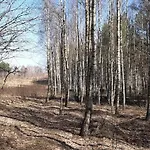 Sosnowelowe * Lamkowo