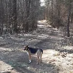 Sosnowelowe