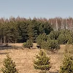 Sosnowelowe