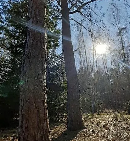 Nyaraló Sosnowelowe Lamkowo