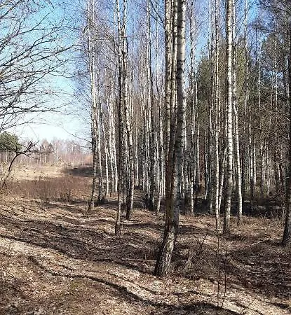 Sosnowelowe * Lamkowo