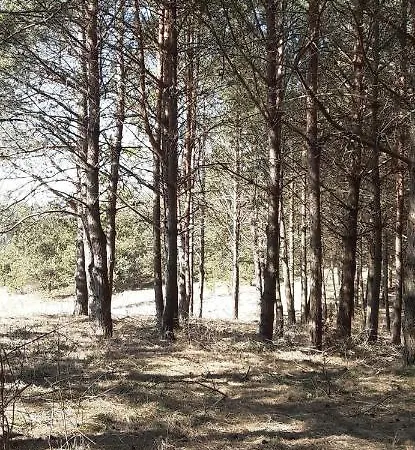 Sosnowelowe * Lamkowo