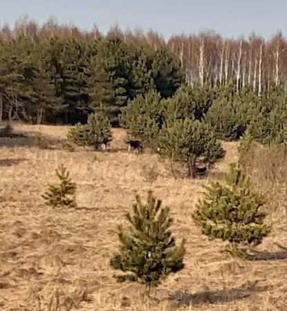 Sosnowelowe Nyaraló